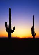 Tucson Desert sunset
